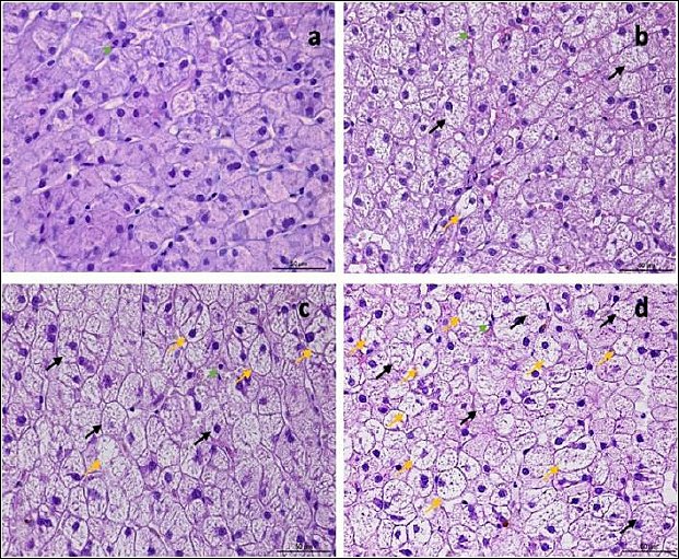 Hepatoprotective effects of mitoquinol mesylate in dogs with methylprednisolone acetate-induced steroid hepatopathy: A randomized crossover study Hepatoprotective effects of mitoquinol mesylate in dogs with methylprednisolone acetate-induced steroid hepatopathy: A randomized crossover study