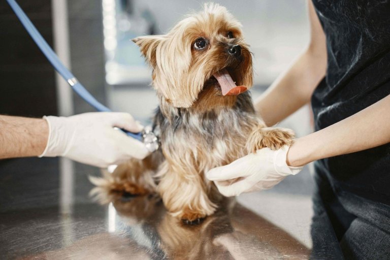 Veterinary Puppy